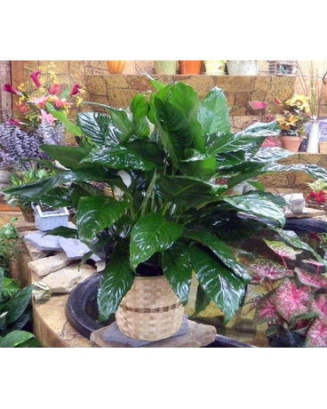 Large Peace Lilly